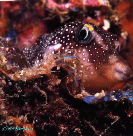 Posing Puffer
