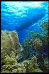 Reef Scene